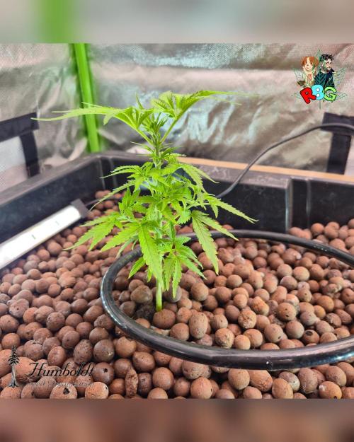 SundogZ (DWC). Week 5 - Week 5 
Day 3