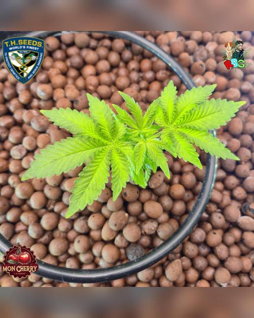 Mon Cherry ( DWC ). Week 5 - Week 5
Day 3