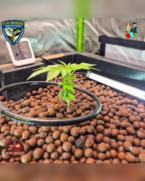 Mon Cherry ( DWC ). Week 5 - Week 5 
Day 3