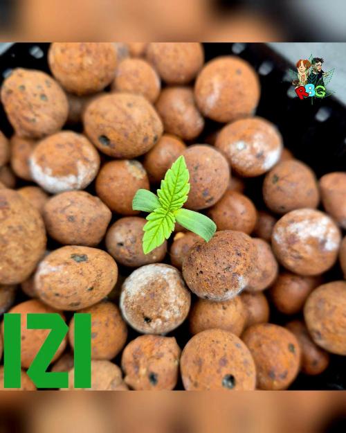 ( IZI Comp )Permanent Bluez RDWC. Week 0 - 22/1/26