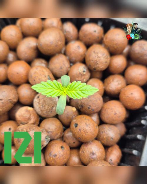 ( IZI Comp )Permanent Bluez RDWC. Week 0 - 23/1/26