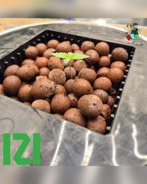 ( IZI Comp )Permanent Bluez RDWC. Week 0 - 23/1/26