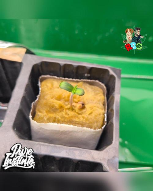 HB Dunkin'z ( RDWC ). Week 0 - Planted 24/1/26