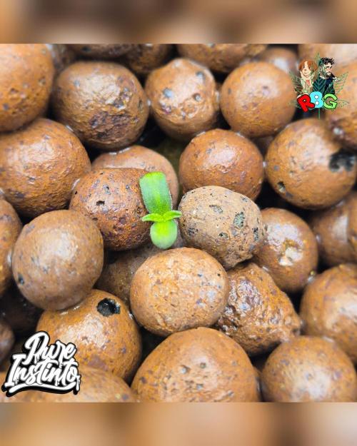 HB Dunkin'z ( RDWC ). Week 0 - Planted 24/1/26