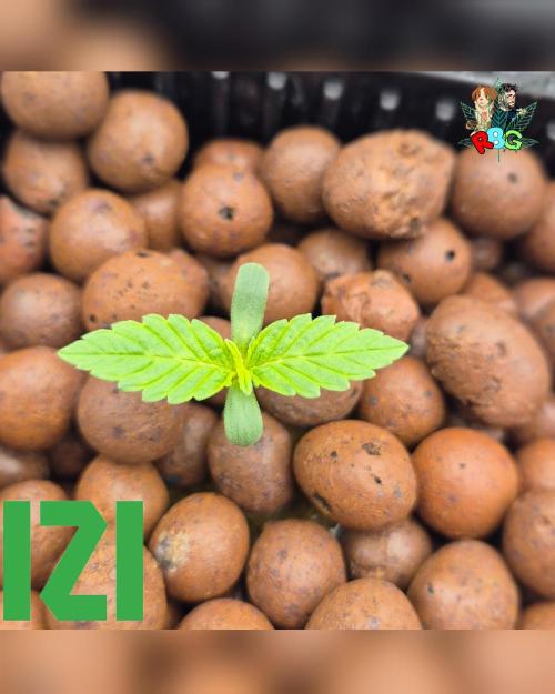 ( IZI Comp )Permanent Bluez RDWC. Week 0 - 24/1/26