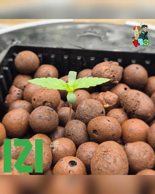 ( IZI Comp )Permanent Bluez RDWC. Week 0 - 24/1/26