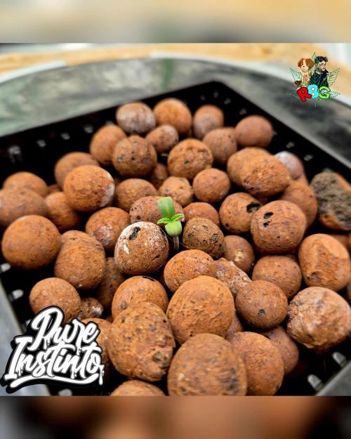 HB Dunkin'z ( RDWC ). Week 0 - Lights off in 2 hours
24/1/26