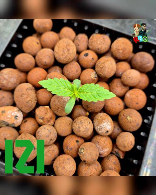 ( IZI Comp )Permanent Bluez RDWC. Week 0 - Lights off in 2 hours
24/1/26