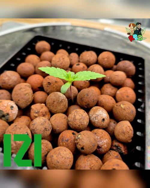 ( IZI Comp )Permanent Bluez RDWC. Week 0 - Lights off in 2 hours
24/1/26