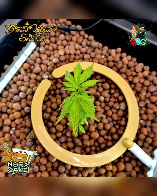 Nori cake ( RDWC ). Week 5 - Week 5 
Day 4