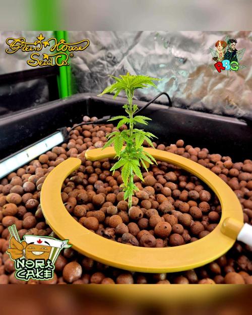 Nori cake ( RDWC ). Week 5 - Week 5 
Day 4