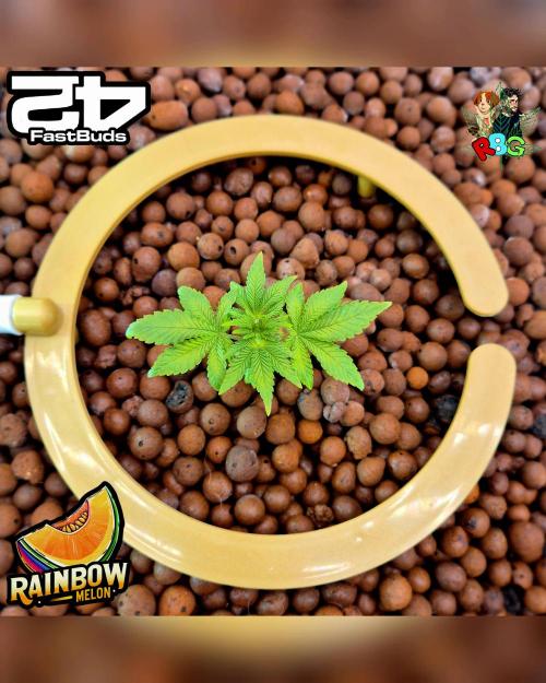 Rainbow Melon ( RDWC ). Week 5 - Week 5 
Day 4