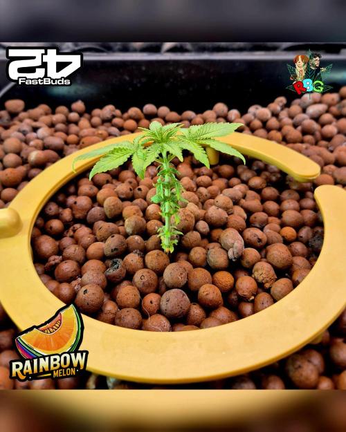 Rainbow Melon ( RDWC ). Week 5 - Week 5 
Day 4