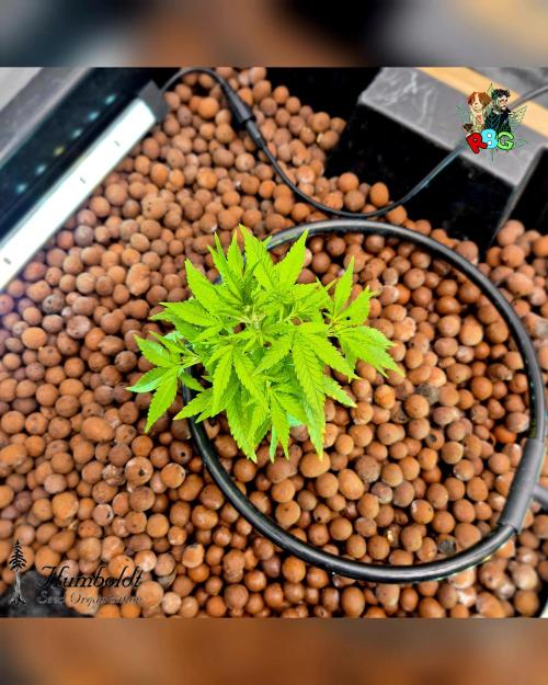 SundogZ (DWC). Week 5 - Week 5 
Day 4