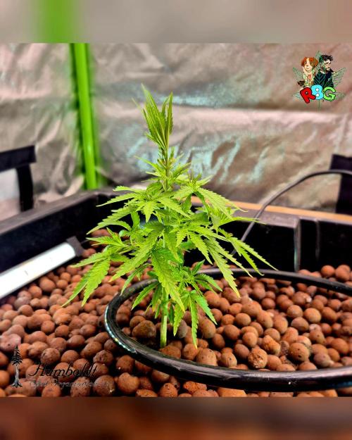 SundogZ (DWC). Week 5 - Week 5 
Day 4