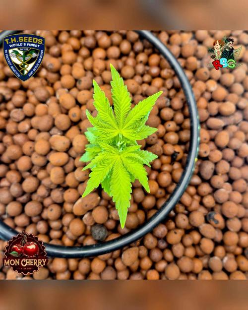 Mon Cherry ( DWC ). Week 5 - Week 5 
Day 4