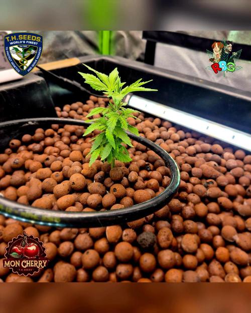 Mon Cherry ( DWC ). Week 5 - Week 5 
Day 4