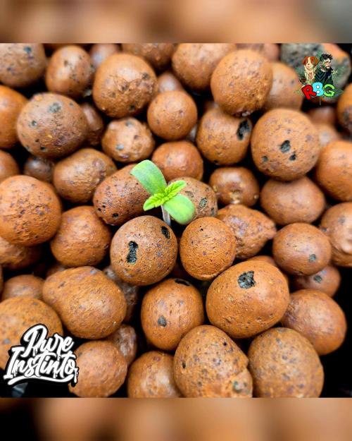 HB Dunkin'z ( RDWC ). Week 1 - 25/1/26 
Week 1
Veg day 1 