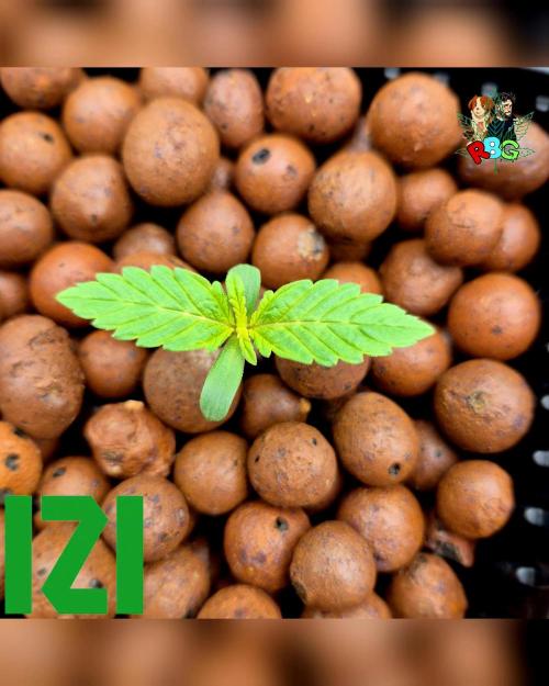 ( IZI Comp )Permanent Bluez RDWC. Week 1 - Week 1 
Veg day 1 
25/1/26