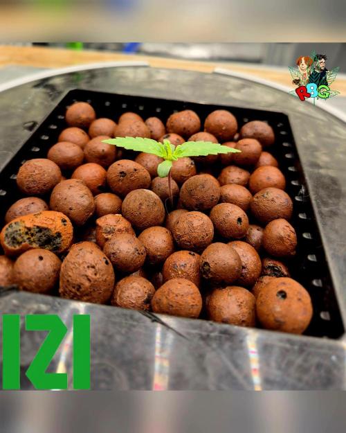 ( IZI Comp )Permanent Bluez RDWC. Week 1 - Week 1 
Veg day 1 
25/1/26