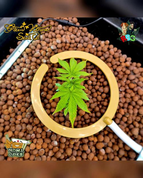 Nori cake ( RDWC ). Week 5 - Week 5 
Day 5