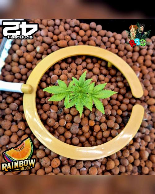 Rainbow Melon ( RDWC ). Week 5 - Week 5 
Day 5 