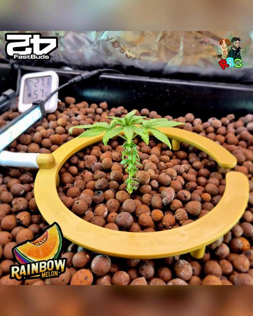 Rainbow Melon ( RDWC ). Week 5 - Week 5 
Day 5 