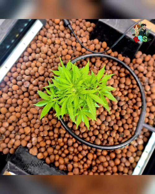 SundogZ (DWC). Week 5 - Week 5 
Day 5