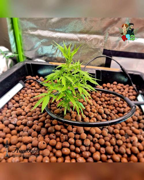 SundogZ (DWC). Week 5 - Week 5 
Day 5 