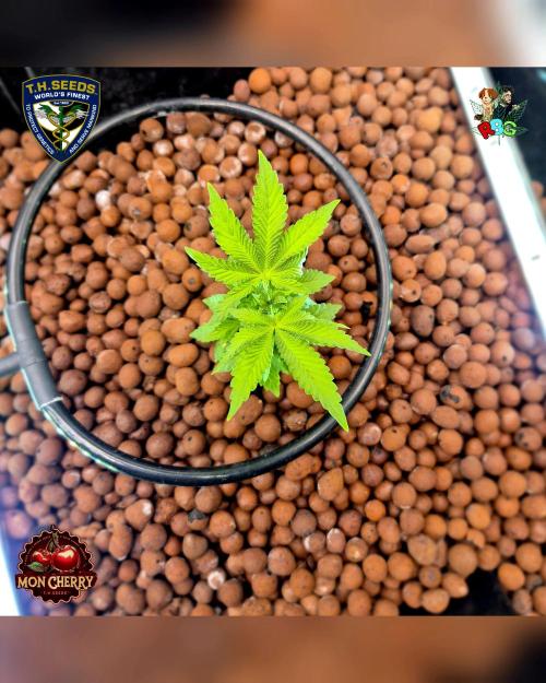 Mon Cherry ( DWC ). Week 5 - Week 5 
Day 5 