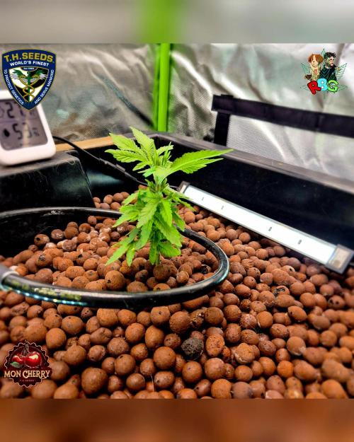 Mon Cherry ( DWC ). Week 5 - Week 5 
Day 5 