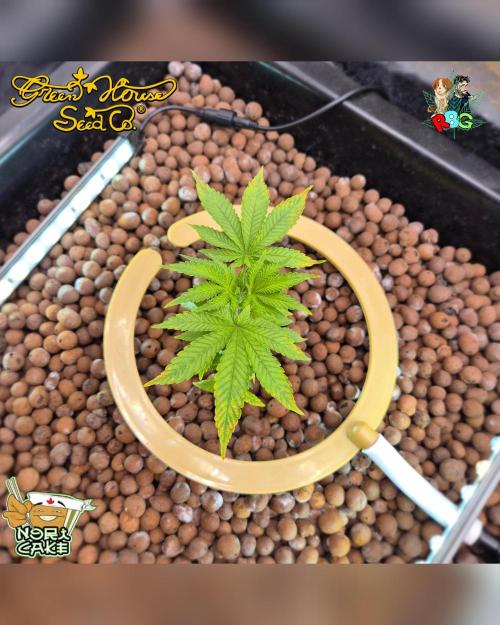 Nori cake ( RDWC ). Week 5 - Week 5 
Day 6 