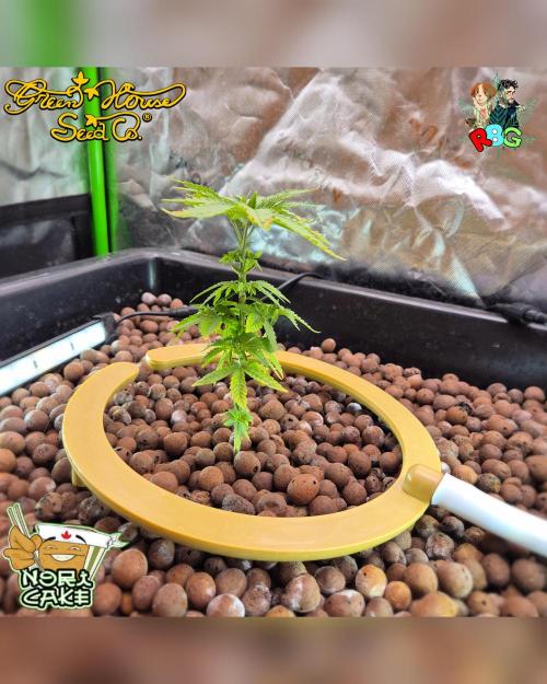 Nori cake ( RDWC ). Week 5 - Week 5 
Day 6 