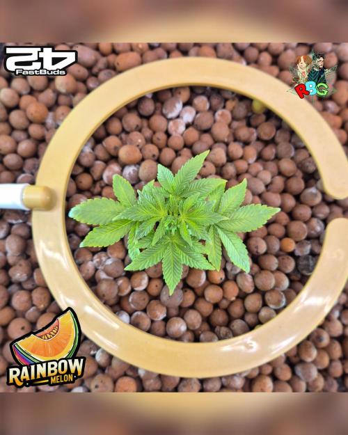 Rainbow Melon ( RDWC ). Week 5 - Week 5 
Day 6 
