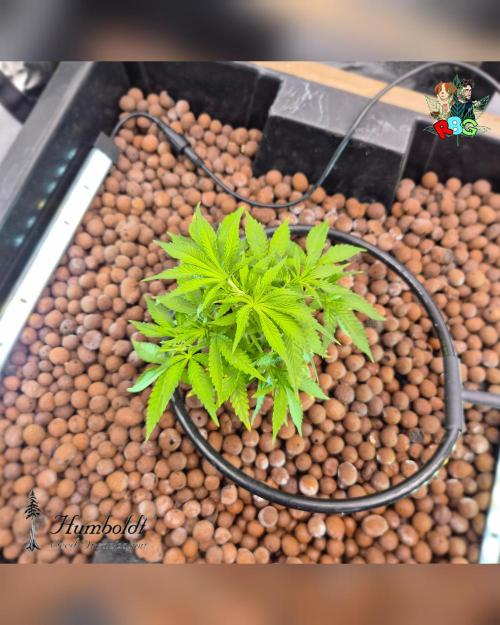 SundogZ (DWC). Week 5 - Week 5
Day 6