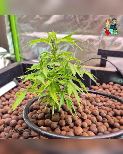 SundogZ (DWC). Week 5 - Week 5 
Day 6