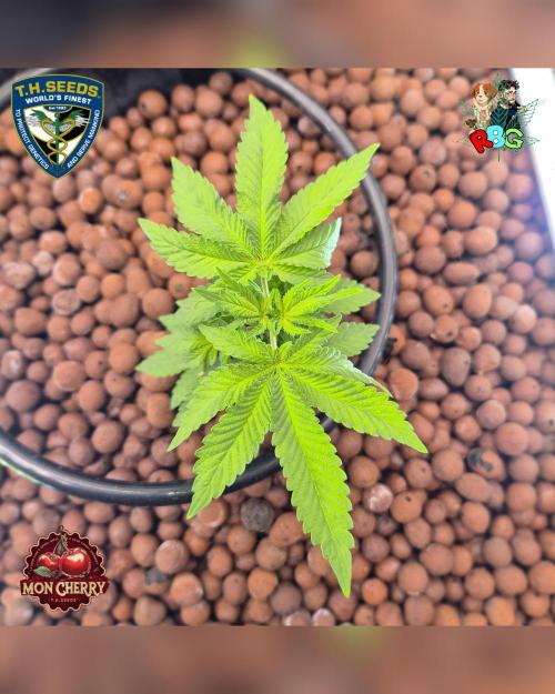 Mon Cherry ( DWC ). Week 5 - Week 5
Day 6 