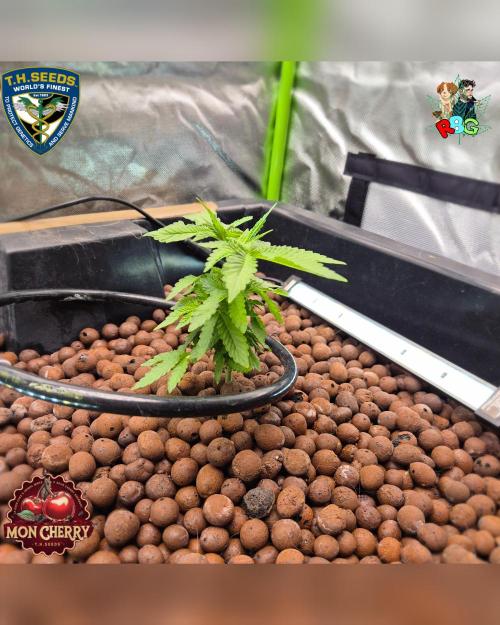 Mon Cherry ( DWC ). Week 5 - Week 5 
Day 6 