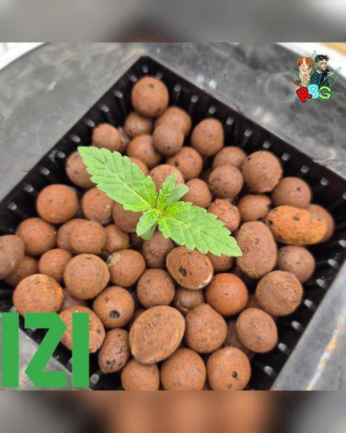 ( IZI Comp )Permanent Bluez RDWC. Week 1 - Week 1
Day 2