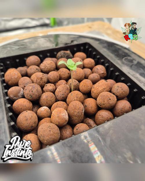 HB Dunkin'z ( RDWC ). Week 1 - Week 1 
Day 2 