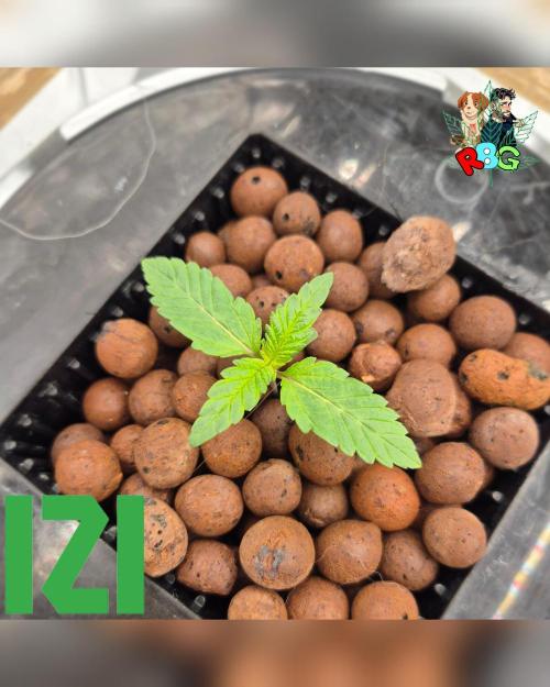 ( IZI Comp )Permanent Bluez RDWC. Week 1 - Week 1 
Day 4