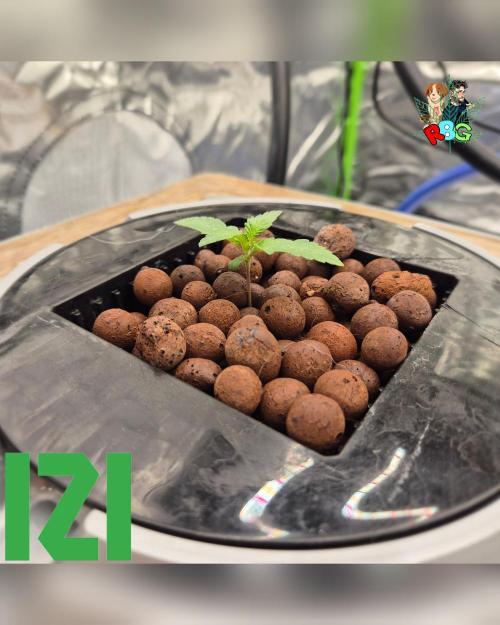 ( IZI Comp )Permanent Bluez RDWC. Week 1 - Week 1 
Day 4