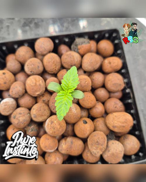 HB Dunkin'z ( RDWC ). Week 1 - Week 1 
Day 4