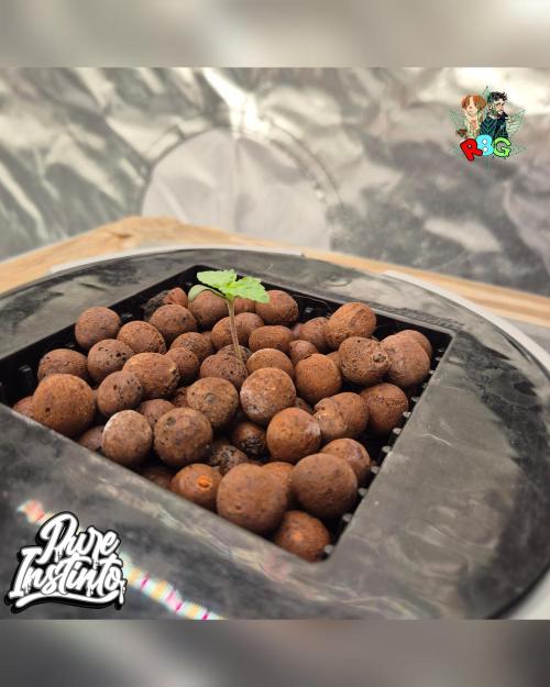 HB Dunkin'z ( RDWC ). Week 1 - Week 1 
Day 4