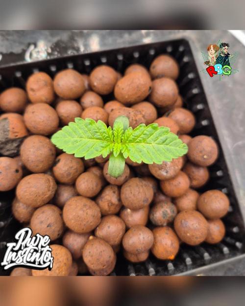 HB Dunkin'z ( RDWC ). Week 1 - Week 1 day 6