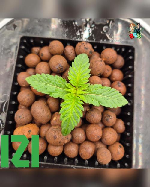 ( IZI Comp )Permanent Bluez RDWC. Week 1 - Week 1 
Day 6 