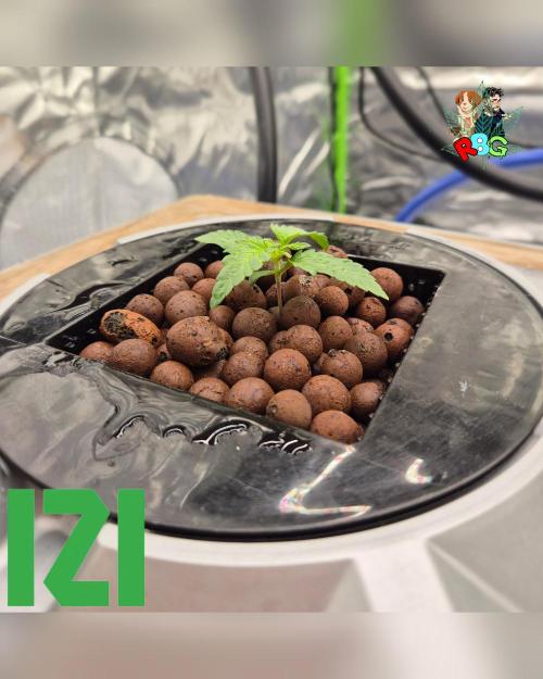 ( IZI Comp )Permanent Bluez RDWC. Week 1 - Week 1 
Day 6