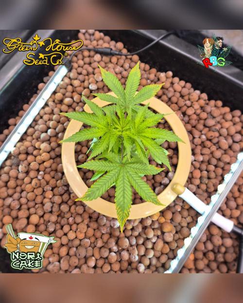 Nori cake ( RDWC ). Week 6 - Week 6 
Day 3