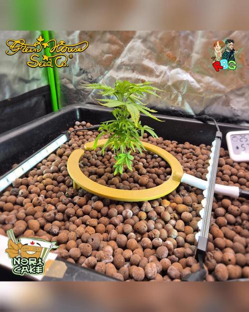 Nori cake ( RDWC ). Week 6 - Week 6 
Day 3 