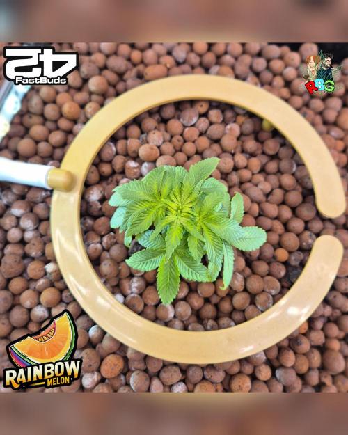 Rainbow Melon ( RDWC ). Week 6 - Week 6 
Day 4